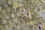 Polished Fossil Coral (Actinocyathus) - Morocco #90246-1